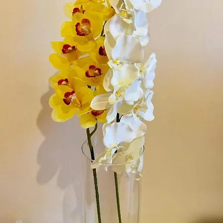 公寓 Orchidea Gialla 加埃塔